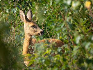 Enchanting wildlife photo of a young deer peeking through lush green foliage, captured in natural daylight. Ideal for nature decor, forest prints, and eco-friendly designs.