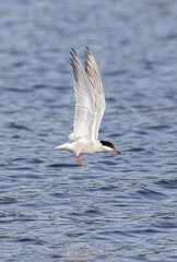 Common tern in flight. 