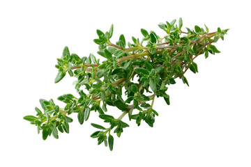 Obraz premium Fresh thyme sprigs, vibrant green