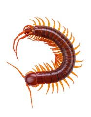 Fototapeta premium Close-up of a segmented, reddish-brown centipede