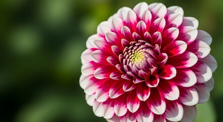 Fototapeta premium Stunning Pink and White Dahlia Flower.