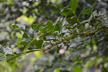 Fresh green leaves with water droplets in natural outdoor setting