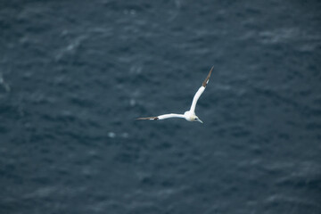 Single Gannet Flying, Large wingspan White Sea-Bird, Gliding, slope soaring with ridge lift and thermals. Flight transport no power