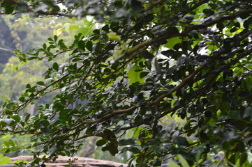 Fresh green leaves with water droplets in natural outdoor setting