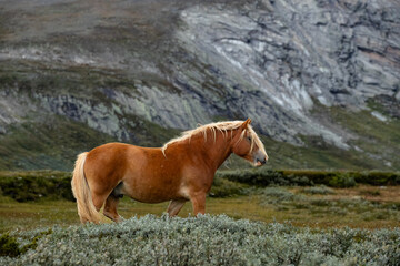 Icelandic horse with flowing mane standing in scenic green landscape © Dennis Eid