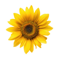 Naklejka premium Close-up of a vibrant yellow sunflower