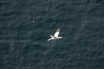 Single Gannet Flying, Large wingspan White Sea-Bird, Gliding, slope soaring with ridge lift and thermals. Flight transport no power