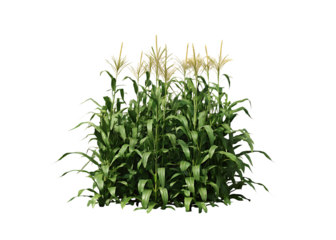 Green corn stalks with tassels isolated on a transparent background