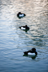 Fleet of black mandarin ducks swimming straight in line in the pond selective focus
