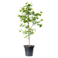 Plant tree outdoor sycamore, A young sycamore tree is planted outdoors, surrounded by grass and a clear blue sky, isolated on transparent background