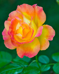 Wonderful close up picture of a beautiful multicolour rose flower.