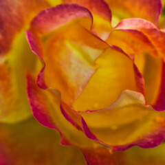 Splendid macro picture of yellow and pink petals of a rose and tiny dew drops: abstract background, charming pattern and texture.