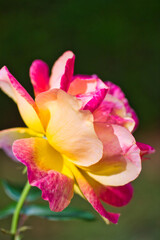 Macro picture of a pink and yellow rose blossoming in the garden on a sunny day.
