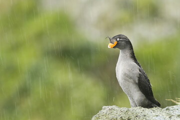 Crested auklet