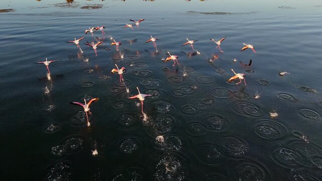 Flamingos seen by drone in the Mar Menor, Region of Murcia, in the golden morning light.