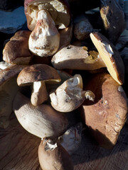 Fresh porcini mushrooms, picked in the wild on a wooden cutting board