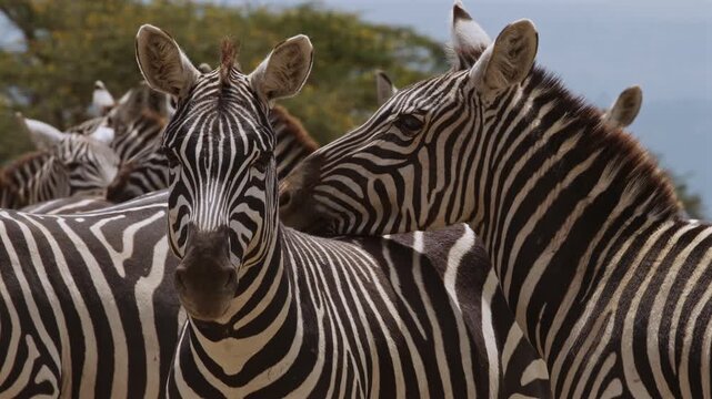 Close Interaction of Zebras in African Herd Wildlife Reserve