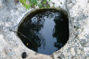 Trees Reflected in a Waterhole
