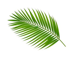 Fototapeta premium Isolated palm leaf