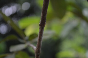 Close-up of green leaves with natural background in daylight