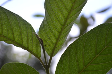 Close-up of green leaves with natural background in daylight