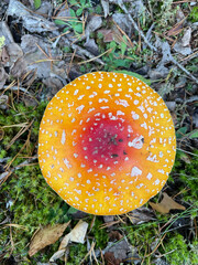 Poisonous toxic mushroom with a red hat