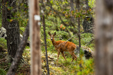 Deer in the forest in Norway