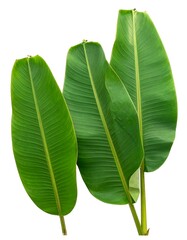 Three vibrant green banana leaves
