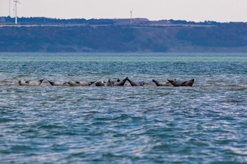 Fototapeta premium Seehunde auf Sandbank in der Nordsee