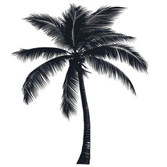 Palm tree silhouette, Silhouette of a palm tree against a colorful sunset sky, highlighting its tall trunk and frond leaves, isolated on transparent background