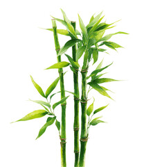 Fototapeta premium Lush green bamboo stalks with vibrant foliage