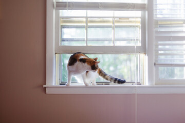 Cat on a Windowsill © Karalee