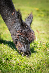  00:06 / 00:07	
1x 
 In Bibliothek speichern
 HD-Vorschau herunterladen
 Ähnliche suchen
 
Datei Nr.:  1658182325
Fluffy Brown Llama or Alpaca Grazing Peacefully on Lush Green Grass Field in a Sunny O
