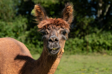 Obraz premium Alpaca portrait