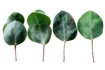 Close-up view of four eucalyptus leaves, arranged in a horizontal row against a black background.  The leaves display varying shades of green and light gray, with visible leaf stems