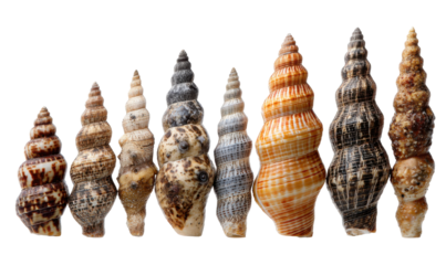 Row of seashells of varying sizes and patterns