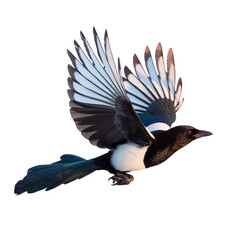 Glossy feathered magpie soars gracefully through a bright sky in flight