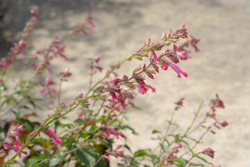 salvia dorisiana on a neutral ground