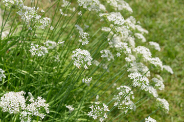 white allium blossoms