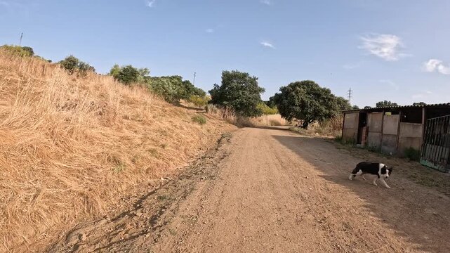 Camino Mozarabe de Santiago - a dog on a dirt road leaving Villaharta, province of Cordoba, Andalusia, Spain