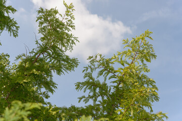 trees and sky