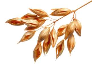 Close-up of a branch of oat heads