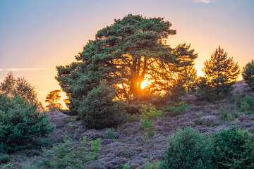 Heather field at sunset Posbank