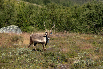 reindeer in the tundra
