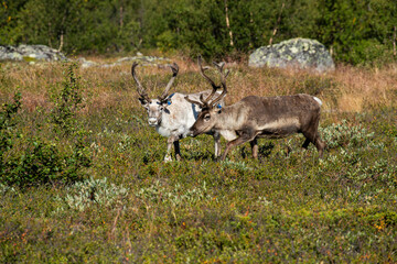 reindeer in the tundra