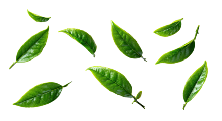 Fresh tea leaves, vibrant green, isolated on black background