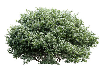 Obraz premium Lush, full shrub with light-gray-green foliage