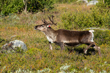 reindeer in the tundra