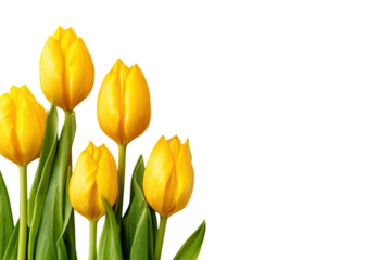 Close-up of several bright yellow tulips, set against a black background, arranged in a cluster at the image's left corner