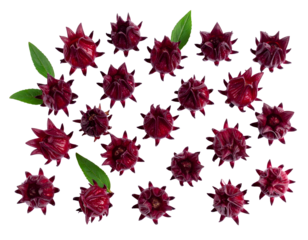 roselle hibiscus on white background. top view
